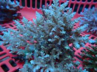 304. Acropora - 07.00 Inch.jpg