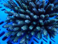 319. Acropora - 07.00 Inch.jpg