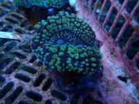 414. Lobophyllia - 04.00 Inch.jpg