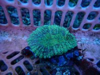 415. Lobophyllia - 04.00 Inch.jpg