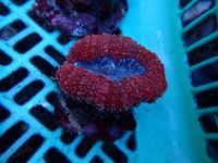 416. Lobophyllia - 04.00 Inch.jpg