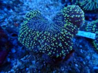 421. Lobophyllia - 04.00 Inch.jpg