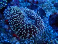 423. Lobophyllia - 04.00 Inch.jpg