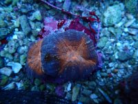 424. Lobophyllia - 04.00 Inch.jpg