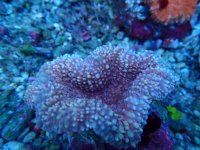 429. Lobophyllia - 04.00 Inch.jpg