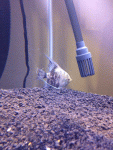 Angelifish_onion.gif