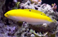 GOLDEN WRASSE.jpg