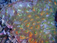 004. Acanthastrea - 05.00 Inch - USD. 25.00.jpg