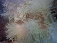 026. Anemone - 05.00 Inch - USD. 20.00.jpg