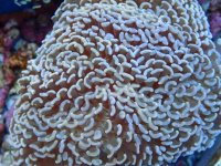 088. Euphyllia ancora - 04.00 Inch - USD. 25.00.jpg