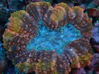 202. Lobophyllia - 03.00 Inch - USD. 25.00.jpg