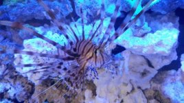 lionfish.jpg