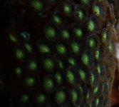 zoas.jpg