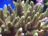 reef nov 06 072.jpg