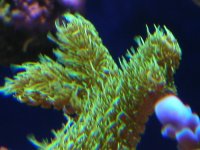 reef nov 06 073.jpg