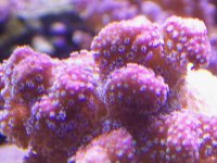 affrag 0101.jpg