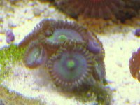 zoas 001.jpg