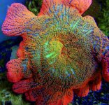 197953d1416964107-rainbow-carpet-anemone-more-rainbowcarpetanemone14b.jpg