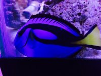 BLUE TANG.jpg
