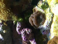 ImageUploadedByReefs2015-04-21 14:02:48 EDT.jpg