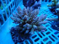 323. Acropora - 04.00 Inch - USD. 14.00 (1).jpg