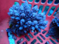 326. Acropora - 03.00 Inch - USD. 12.00.jpg