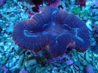 543. Lobophyllia - 03.00 Inch - USD. 14.00.jpg