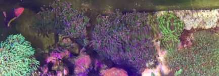 Purple and green hammers.jpg