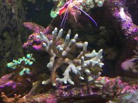 ImageUploadedByReefs2015-07-30 12:13:03 EDT.jpg