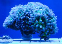 Frogspawn 1.jpg
