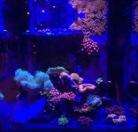 ImageUploadedByReefs2015-03-07 19:15:22 EST.jpg