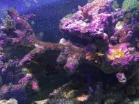 ImageUploadedByReefs2015-08-01 20:03:46 EDT.jpg