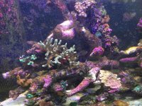 ImageUploadedByReefs2015-08-01 20:04:05 EDT.jpg