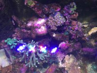 ImageUploadedByReefs2015-08-01 20:04:36 EDT.jpg