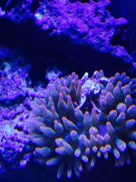 ImageUploadedByReefs2015-05-03 18:03:17 EDT.jpg
