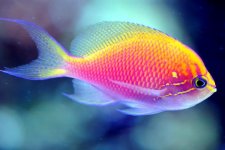 Anthias - Sunburst.jpg