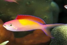 Anthias - Dispar.jpg