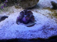 zoa.jpg