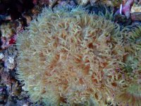 025. Catallaphyllia - 05.00 Cm - USD. 20.00.jpg