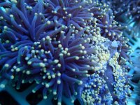 047. Euphyllia glabrescens - 04.00 Cm - USD. 20.00.jpg