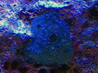 sponge.jpg