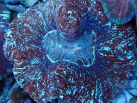 141. Trachyphyllia - 04.00 Cm - USD. 25.00.jpg