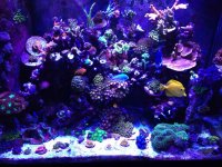 ImageUploadedByReefs2015-08-10 09:50:12 EDT.jpg