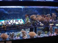 coral 10-9-2015 012.jpg