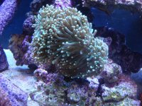 coral 10-9-2015 013.jpg