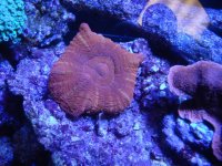 coral 10-9-2015 016.jpg