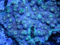 coral 10-9-2015 020.jpg