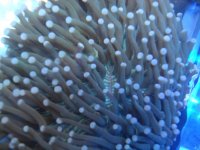 coral 10-9-2015 023.jpg