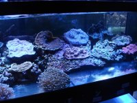 coral 10-9-2015 024.jpg