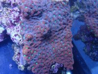 coral 10-9-2015 025.jpg